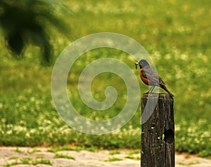 The American Robin perched feeding