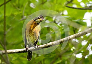 American Robin Perched with Head Tilted