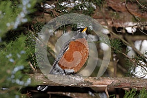 American Robin Perched on Juniper Tree Branch Head Up