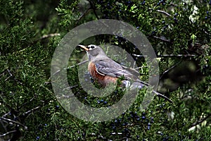 American Robin Perched on Juniper Tree Branch Profile