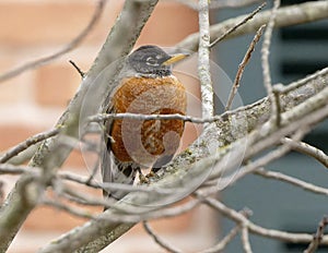 American robin perched in a leafless tree in Dallas, Texas.