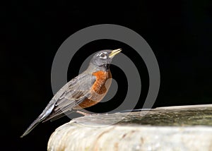 American Robin perched on side of a bird bath