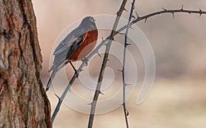 American Robin Perched on Thorny Twig