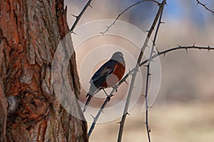 American Robin Perched on Thorny Twig