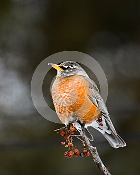 American robin perched in tree