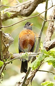 American Robin perched in tree photo