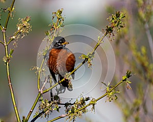 American Robin Perched in Tree