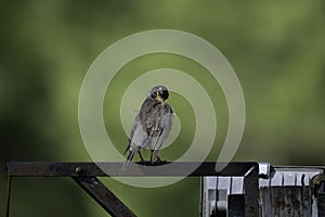 American robin on a post