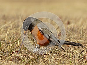 American Robin Pulling A Worm