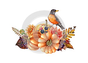 American robin with pumpkins floral autumn rustic decor. Watercolor illustration. Hand drawn cozy autumn vintage style
