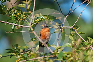 American Robin resting on tree branch