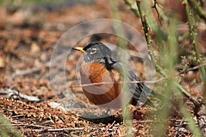 American Robin in Rose Garden