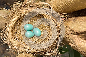 American Robin`s Eggs and Nest II