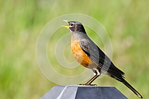 American Robin Singing While Perched