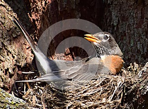 American Robin sitting on nest in Redbud tree