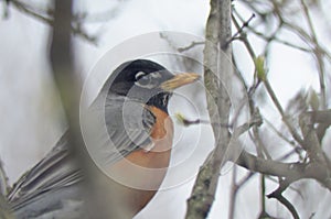 American Robin sitting in a tree