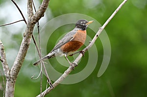 American Robin songbird Georgia birding USA