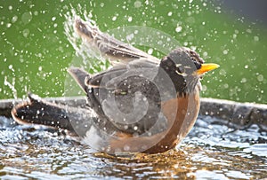 American Robin Splashing in a Bird Bath