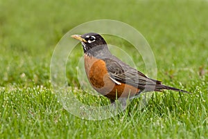 American Robin in Spring grass