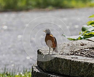 American Robin Standing on Bricks