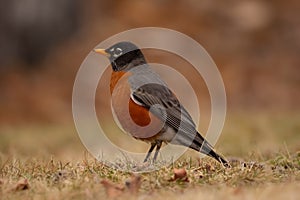 American Robin is standing on the colorful yellow grass in Canada