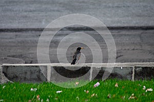 An American Robin Standing on a Wall