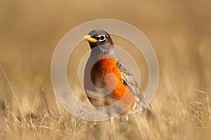 American robin is standing in yellow lawn grass in spring