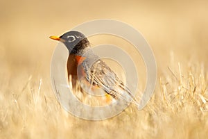 American robin is standing in yellow lawn grass in spring