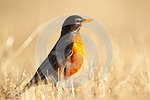 American robin is standing in yellow lawn grass in spring