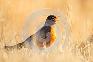 American robin is standing in yellow lawn grass in spring