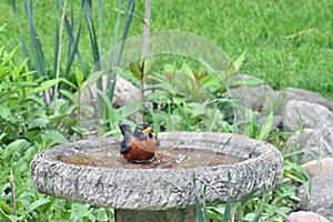 American Robin taking a bath