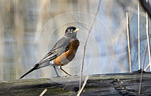 American Robin at Three Oaks Recreation Area in Crystal Lake, Illinois