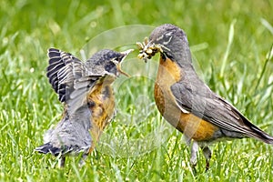 An American robin about to feed its chick young bird on green grass during spring in Canada Alberta, Calgary
