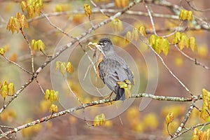 American robin on tree branch