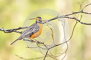 American robin on tree branch