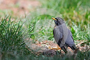 American Robin (Turdus Migratorious)
