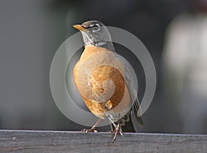 American Robin (Turdus migratorius)