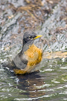 American robin Turdus migratorius