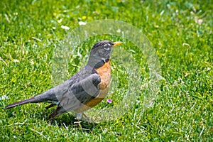 American Robin Turdus migratorius