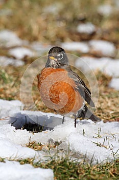 American Robin (Turdus migratorius)