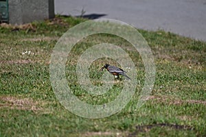 American robin, Turdus migratorius, 13.