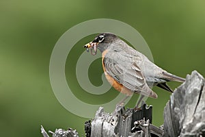 American Robin, Turdus migratorius