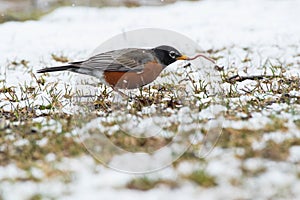 American Robin - Turdus migratorius