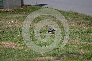 American robin, Turdus migratorius, 15.