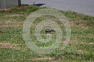 American robin, Turdus migratorius, 18.