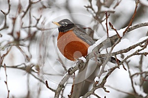 American Robin (Turdus migratorius) photo