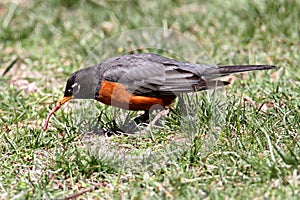 American Robin (Turdus migratorius)