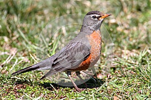 American Robin (Turdus migratorius)