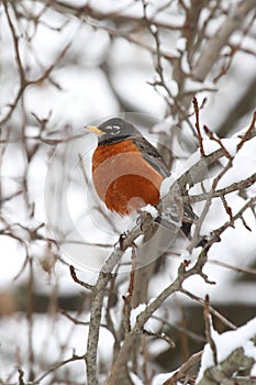 American Robin (Turdus migratorius) photo