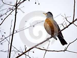American robin, Turdus migratorius